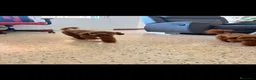 Caniche Toy perros en venta: Disponible 1 hembra de Caniche Toy - Anuncio 7