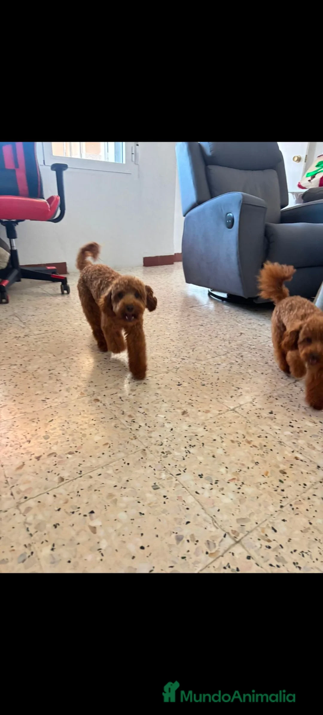 Caniche Toy perros en venta: Disponible 1 hembra de Caniche Toy - Anuncio 7