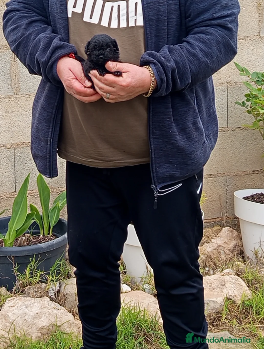 Caniche Toy perros en venta: Preciosos caniche minitoy, diminutos - Anuncio 3