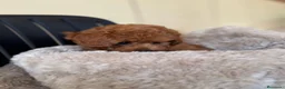 Caniche Toy perros en venta: CANICHE HEMBRA - 3KG  en Toledo - Anuncio 1