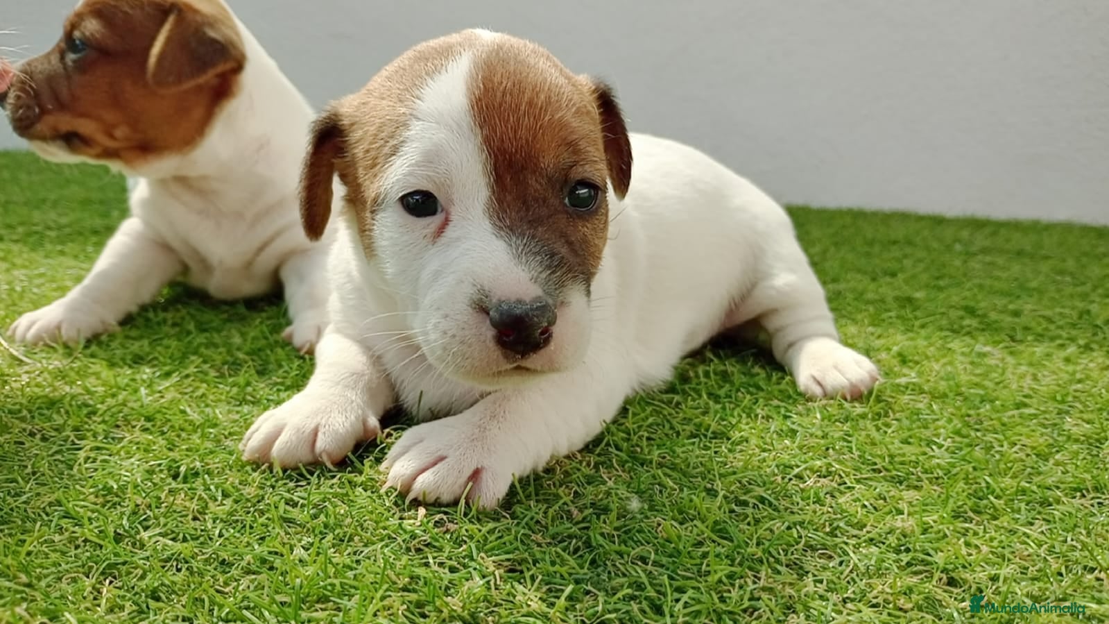 Jack Russell Terrier perros jack russell - Anuncio 1