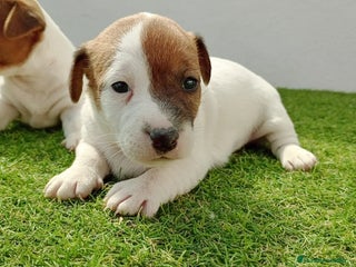 Jack Russell Terrier perros jack russell - Anuncio 1