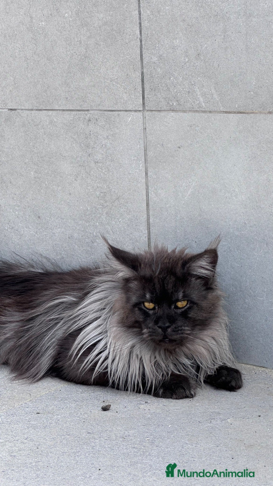 Maine Coon gatos Macho Maine Coon Black Smoke  - Anuncio 2