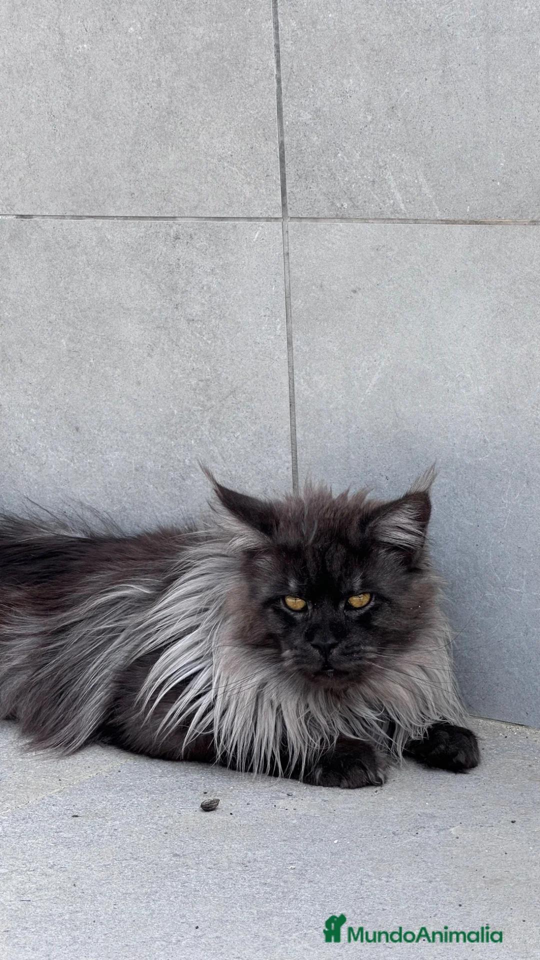 Maine Coon gatos en venta: Macho Maine Coon Black Smoke  - Anuncio 2