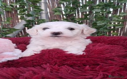 Bichón Maltés perros en venta: Bebés bichon maltés  - Imagen 2