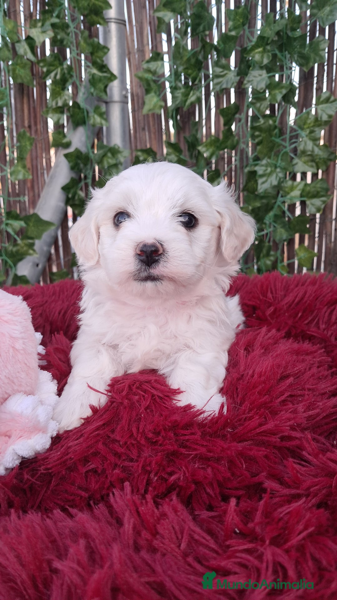 Bichón Maltés perros en venta: Bebés bichon maltés  - Imagen 2