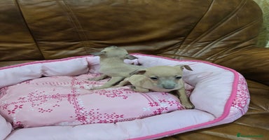 Pequeño Lebrel Italiano perros - Anuncio 3