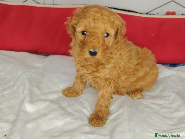 Caniche Enano perros en venta: Caniche - Anuncio 2