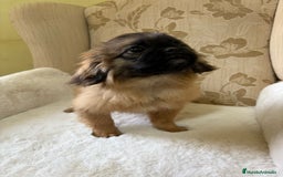 Pekinés perros en venta: Cachorros de Pekines Imperial hembras  - Imagen 5