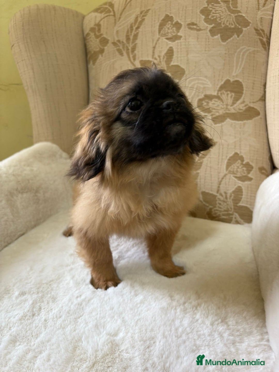 Pekinés perros en venta: Cachorros de Pekines Imperial hembras  - Imagen 5
