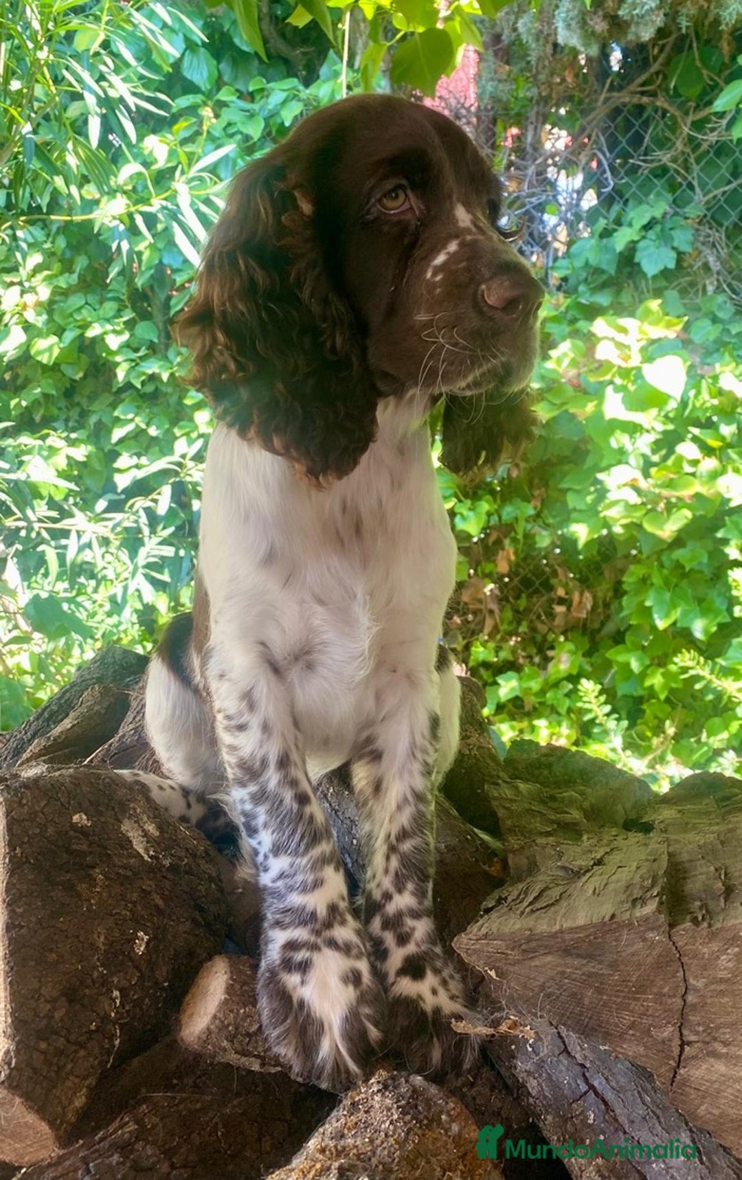 English Springer Spaniel perros en venta: Cachorros Springer Spaniel Inglés bco/hígado. - Imagen 9