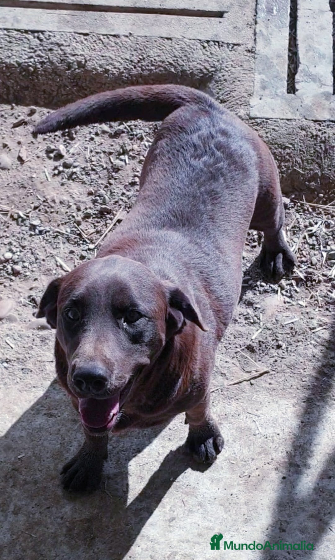 Labrador Retriever perros en venta: # Labrador Retriever# - Anuncio 1