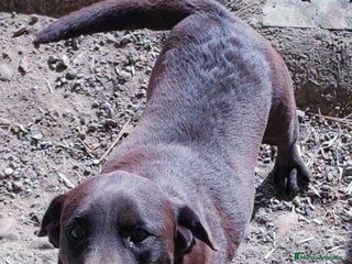 Labrador Retriever perros # Labrador Retriever# - Anuncio 1