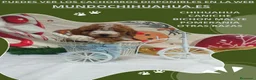 Caniche Toy perros en venta: IMPRESIONANTES CANICHES LINEA TOY  - Anuncio 19