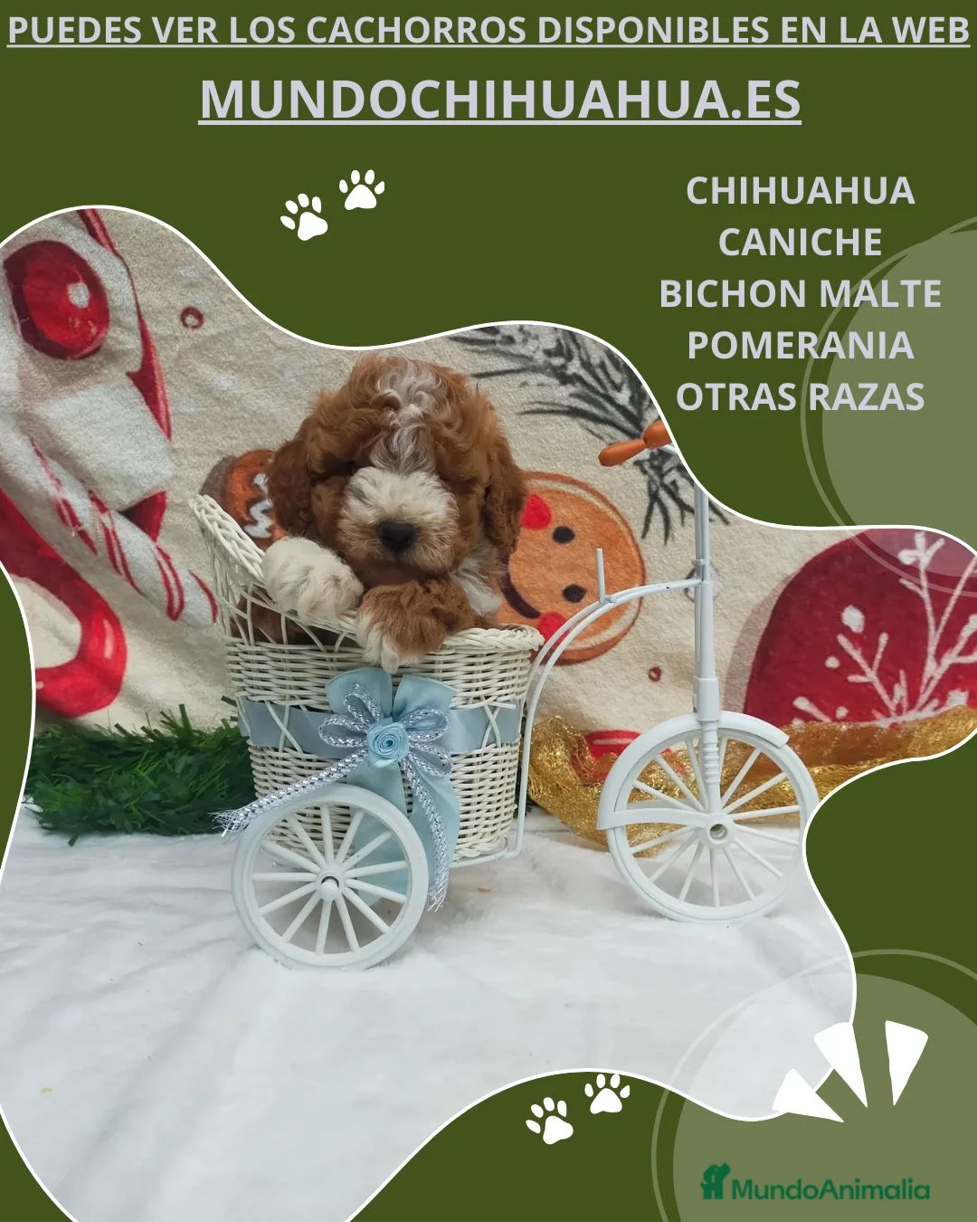 Caniche Toy perros en venta: IMPRESIONANTES CANICHES LINEA TOY  - Anuncio 19