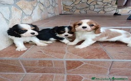 Cavalier King Charles Spaniel perros en venta: Entrañable cachorrito de Cavalier - Imagen 1