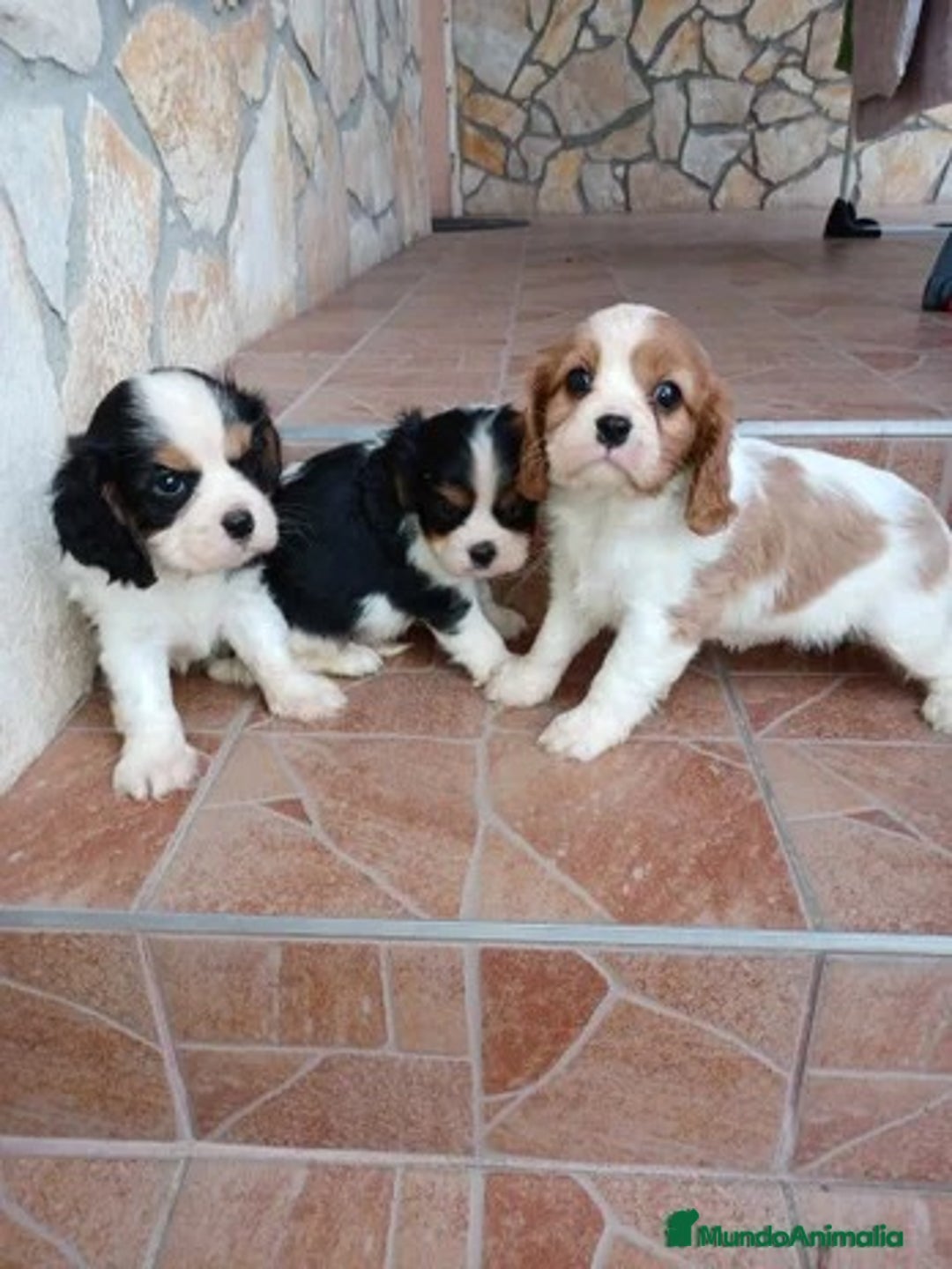 Cavalier King Charles Spaniel perros en venta: Entrañable cachorrito de Cavalier - Imagen 1