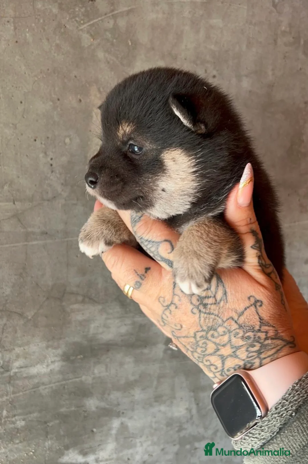 Shiba Inu perros en venta: SHIBA INU DISPONIBLES en Barcelona - Anuncio 2