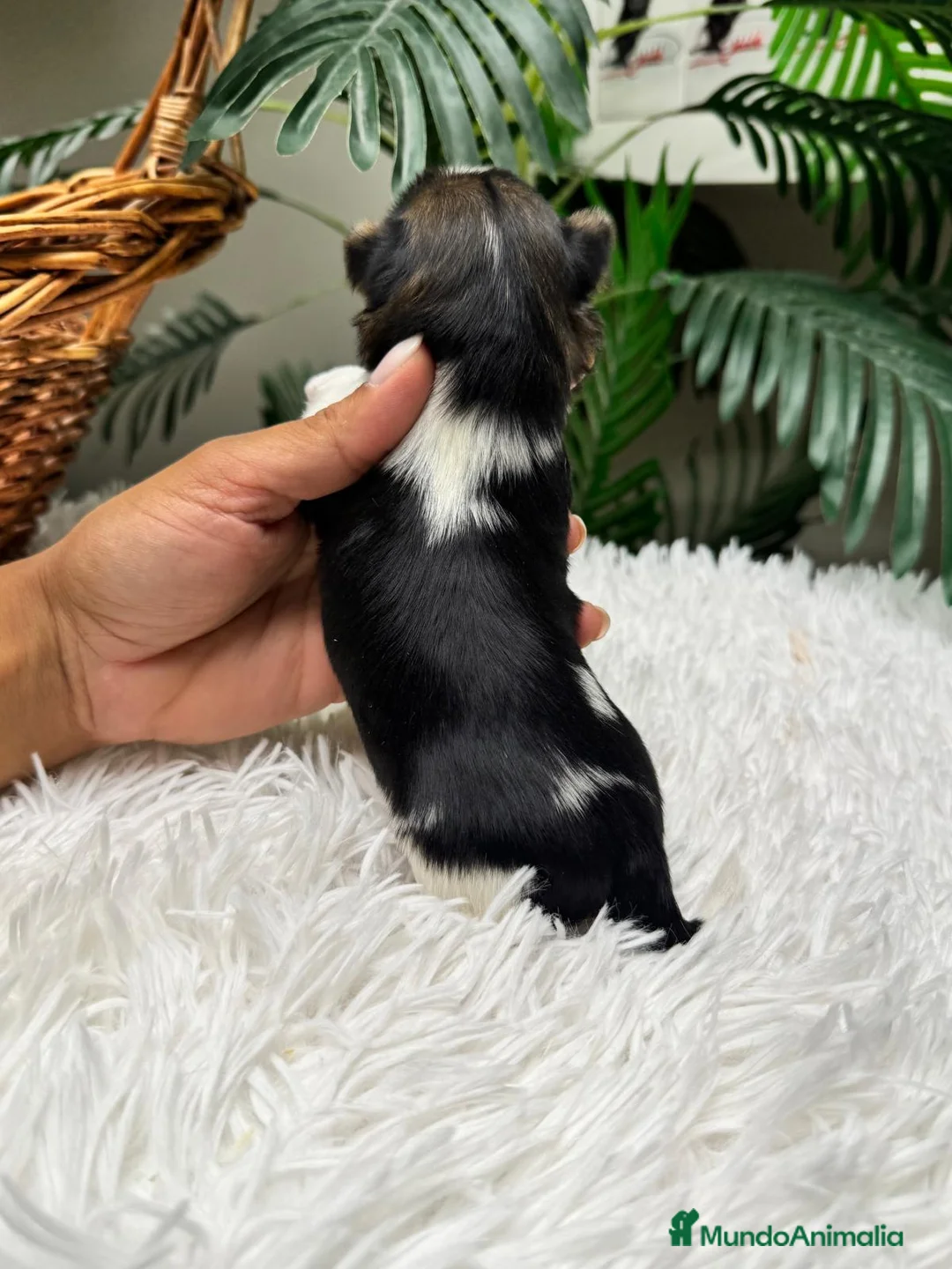 Yorkshire Terrier perros en venta: YORKSHIRE BIEWER - Anuncio 2