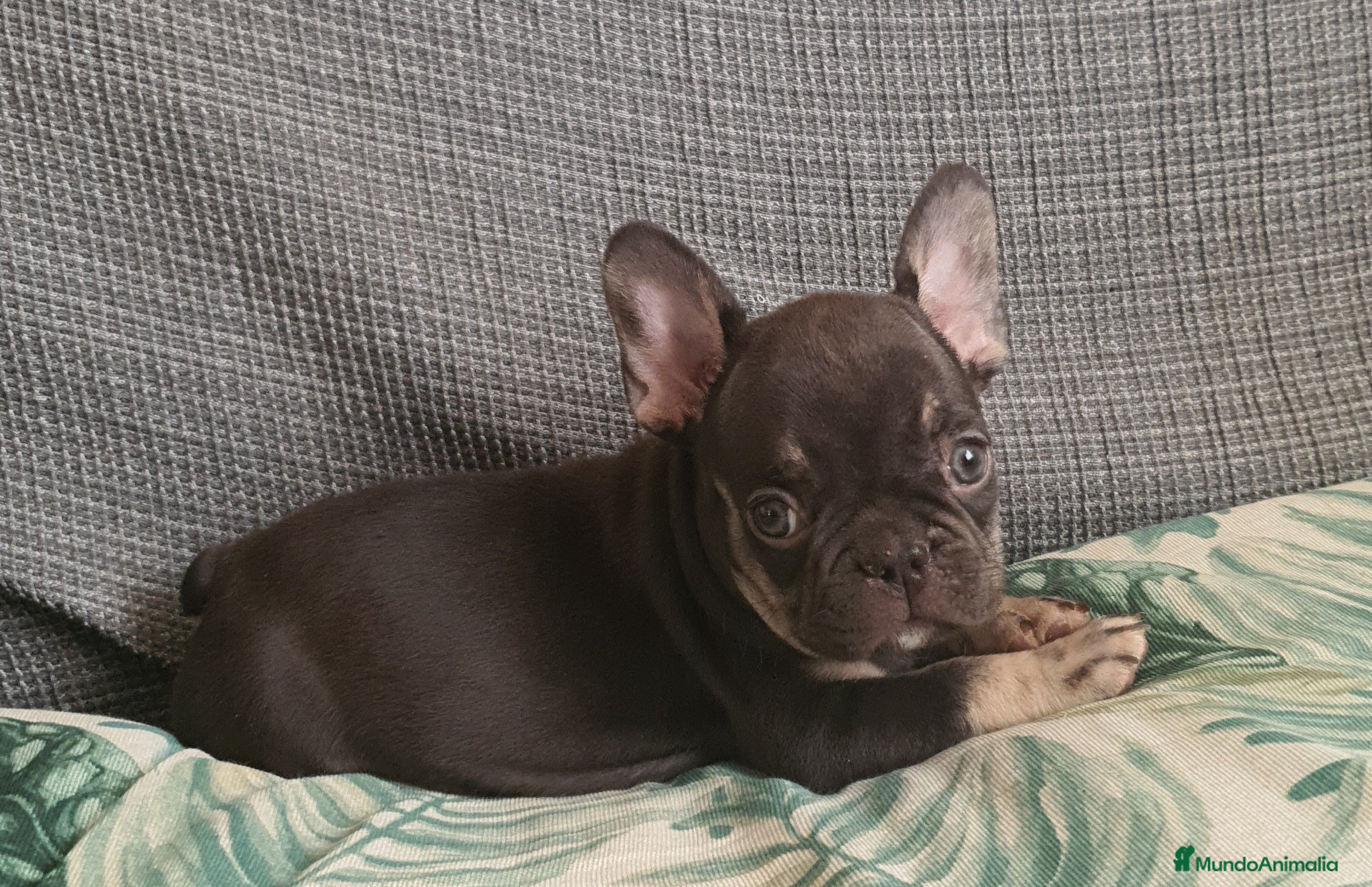 Bulldog Francés perros Cachorro de Bulldog Frances  - Anuncio 2