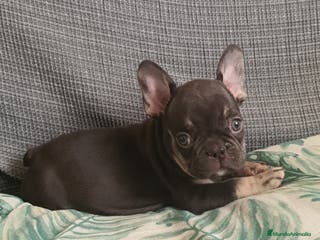 Bulldog Francés perros Cachorro de Bulldog Frances - Anuncio 7