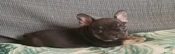 Bulldog Francés perros en venta: Cachorro de Bulldog Frances  - Anuncio 1