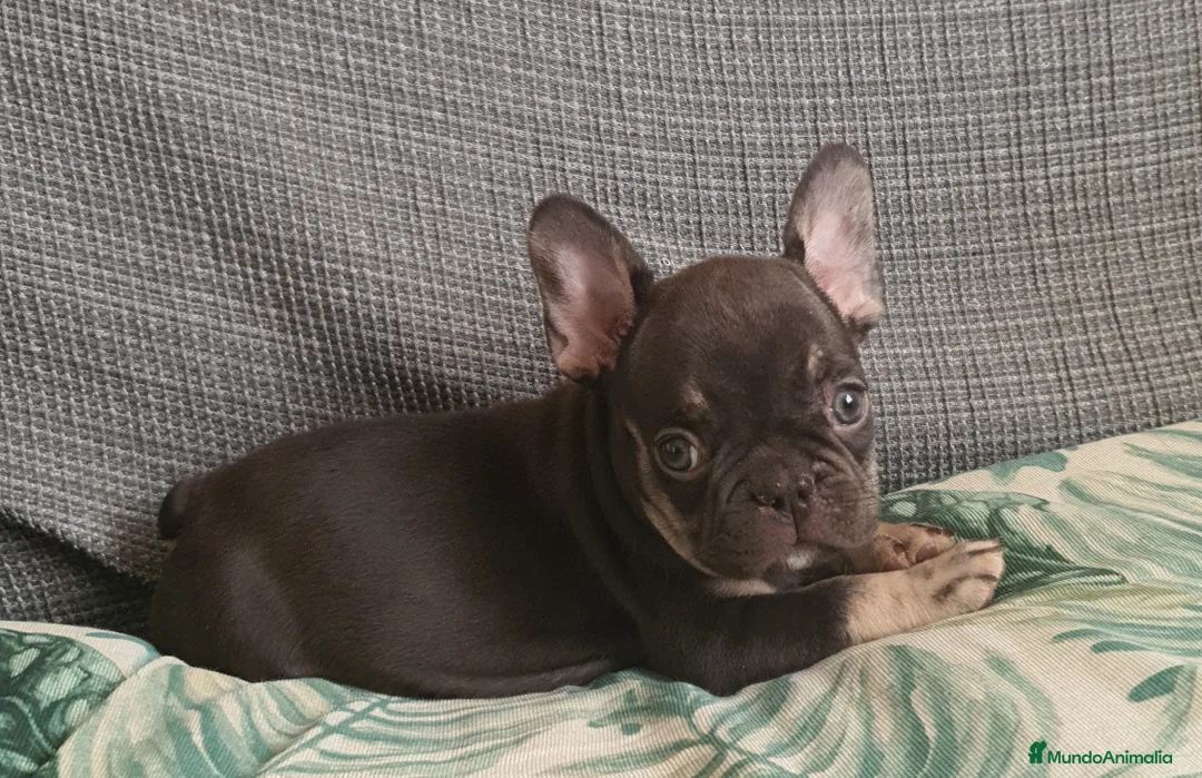 Bulldog Francés perros en venta: Cachorro de Bulldog Frances  - Anuncio 1