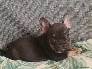 Bulldog Francés perros Cachorro de Bulldog Frances - Anuncio 15