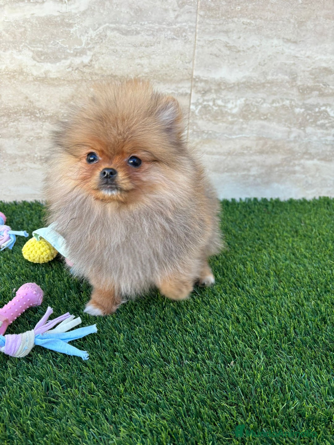 Pomerania perros en venta: Pomeranias toy descendientes de campeones - Anuncio 4