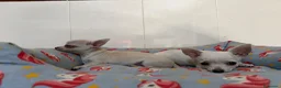 Chihuahua perros en venta: Cachorro chihuahua macho y hembra vainilla - Anuncio 6