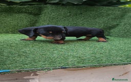 Teckel Miniatura perros en venta: teckel canichen  negro fuego  - Imagen 13
