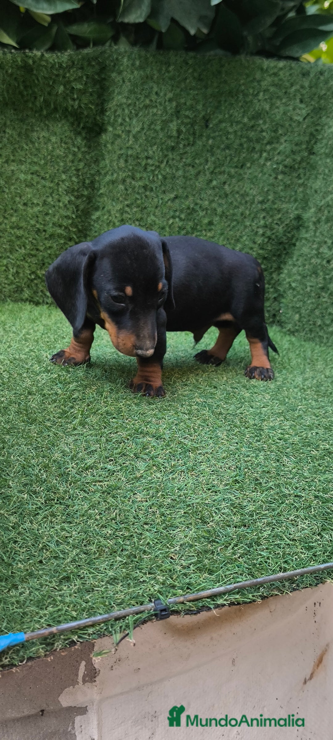 Teckel Miniatura perros en venta: teckel canichen  negro fuego  - Imagen 13