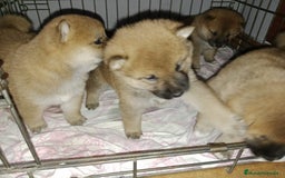 Shiba Inu perros en venta: shiba inu precio real - Imagen 1