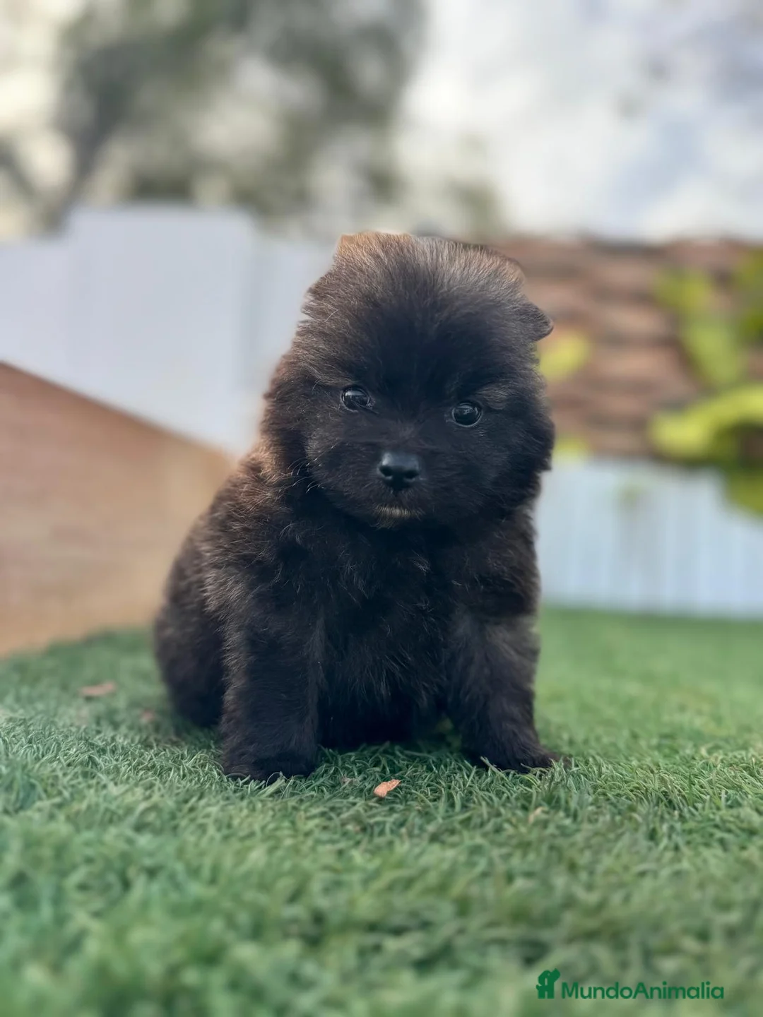 Pomerania perros en venta: POMERANIA MACHO - Anuncio 2