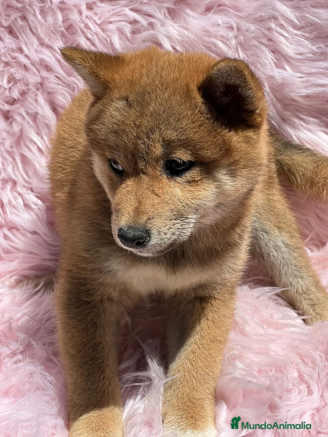 Shiba Inu perros en venta: Shiba inu en Barcelona - Anuncio 2