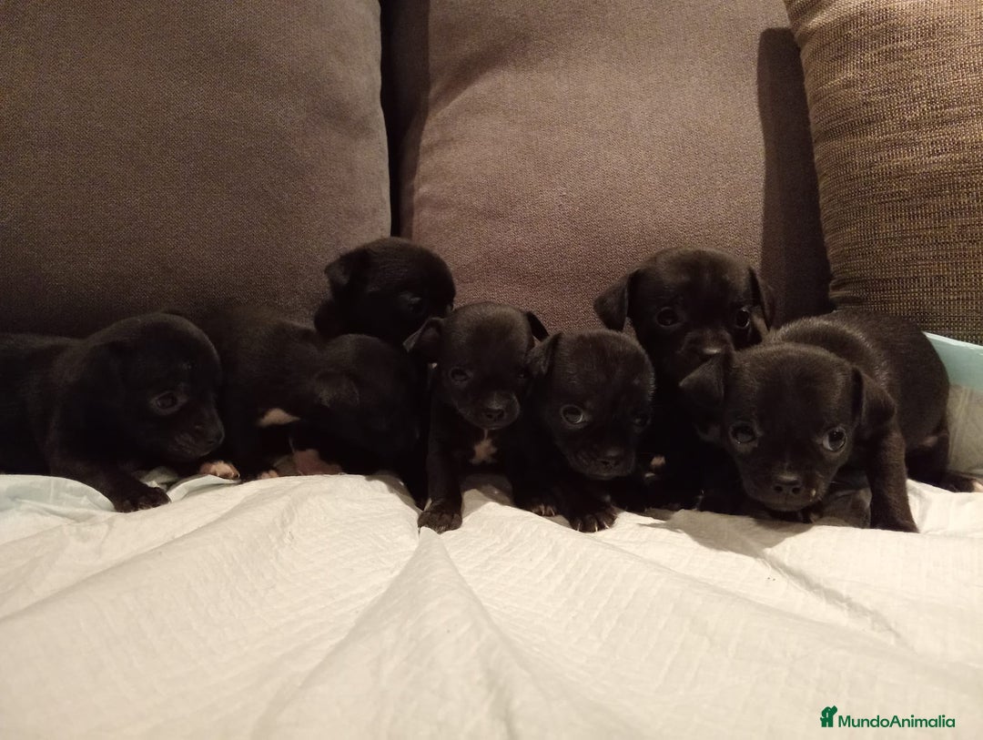 Chihuahua perros en venta: Chihuahuas toy cabeza manzana hembras - Imagen 9