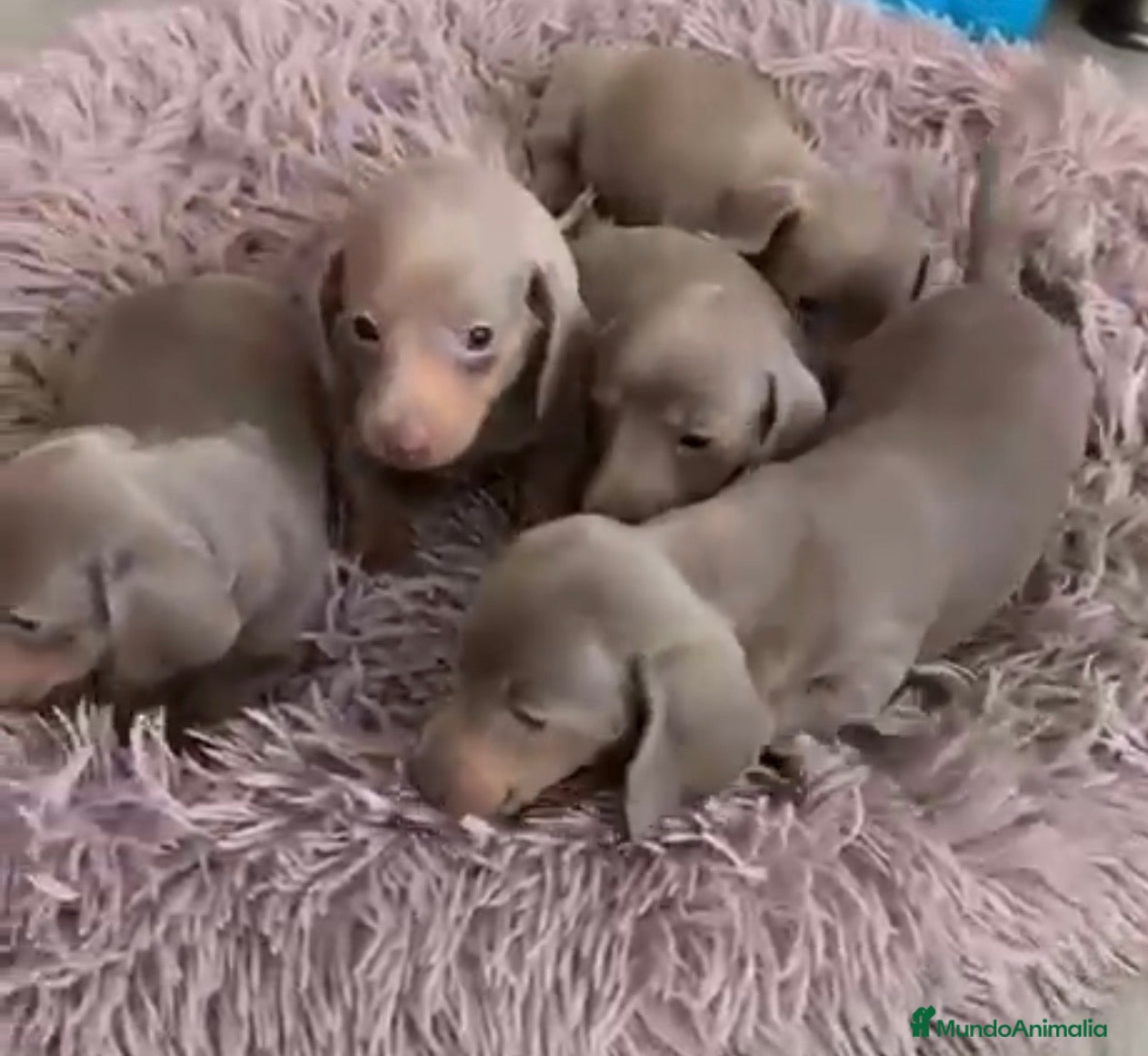 Teckel Miniatura perros Teckel miniatura hembra  - Anuncio 5