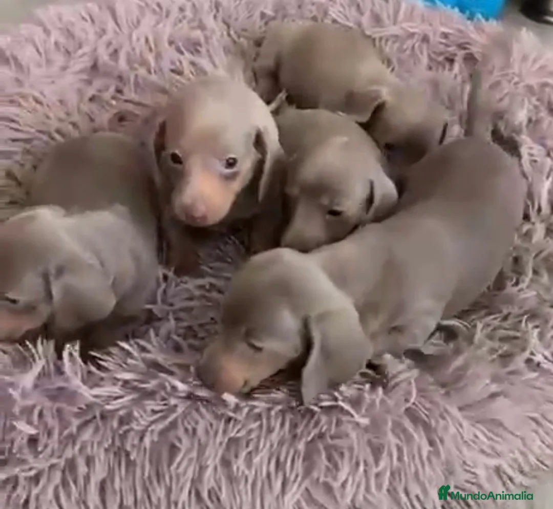 Teckel Miniatura perros en venta: Teckel miniatura hembra  - Anuncio 1