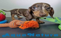 Teckel Miniatura perros en venta: Teckel Hembra 5805 AQUANATURA - Imagen 8