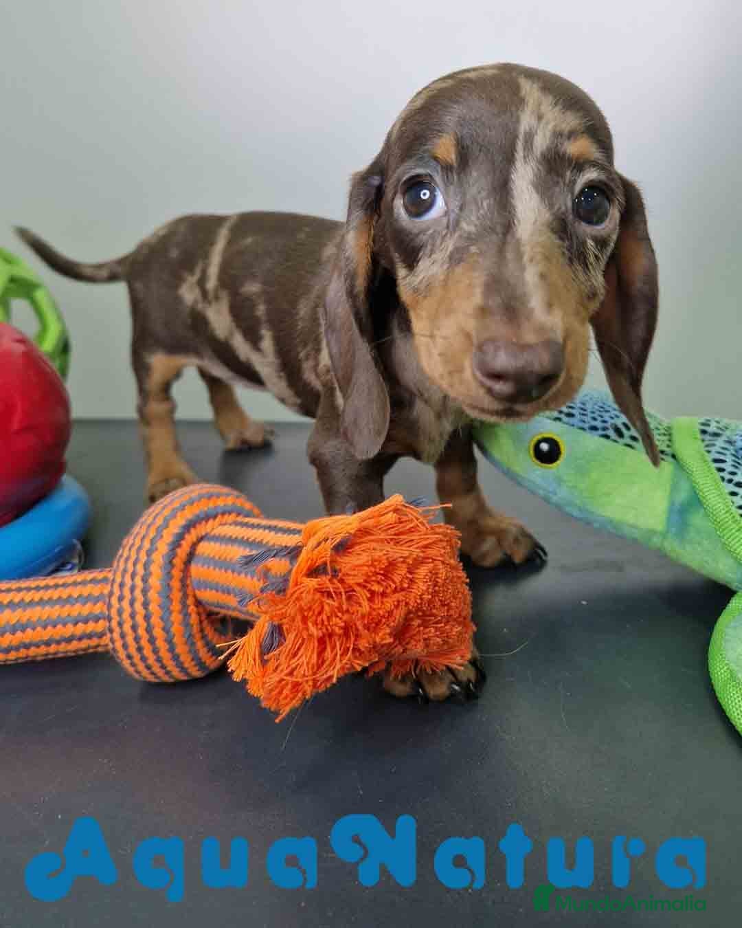 Teckel Miniatura perros en venta: Teckel Hembra 5805 AQUANATURA - Imagen 8