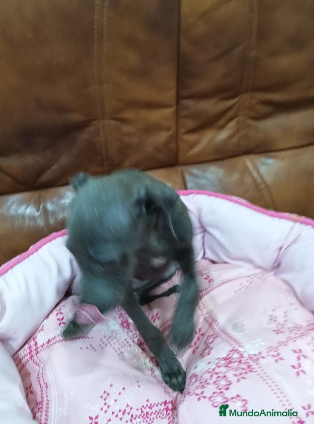 Pequeño Lebrel Italiano perros en venta: Piccolo lebrel blue - Anuncio 5