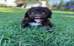 Perro de Agua Español perros en venta: PERRO DE AGUA ESPAÑOL - Imagen 6