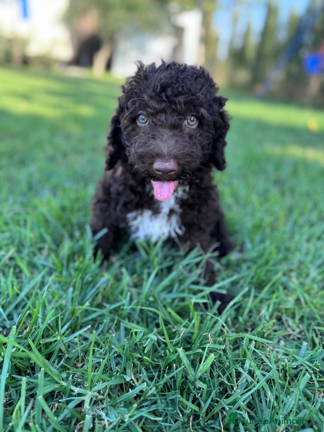 Perro de Agua Español perros en venta: PERRO DE AGUA ESPAÑOL - Imagen 6