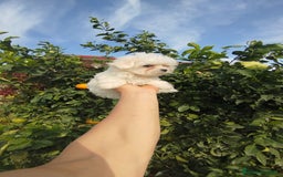 Bichón Maltés perros en venta: Bichón maltés toy  - Imagen 4