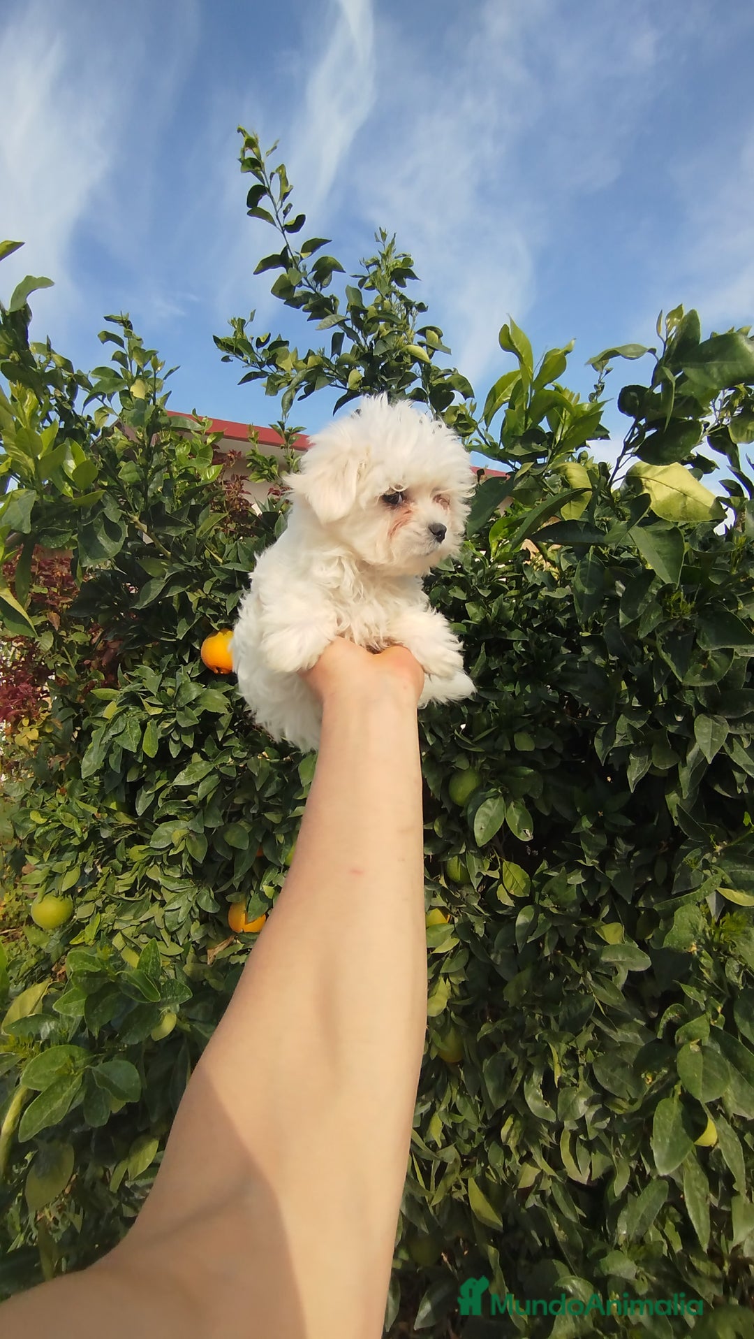 Bichón Maltés perros en venta: Bichón maltés toy  - Imagen 4