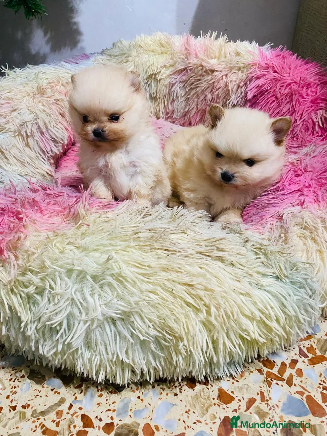 Pomerania perros en venta: Lulú de Pomerania toy muy toys  - Anuncio 5