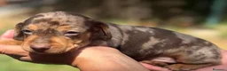 Teckel Miniatura perros en venta: teckel merle criadero garantias pura raza valencia - Anuncio 4