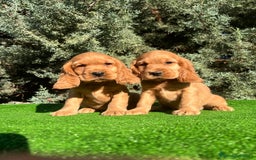 Cocker Spaniel Inglés perros en venta: Cocker hembra - Imagen 1