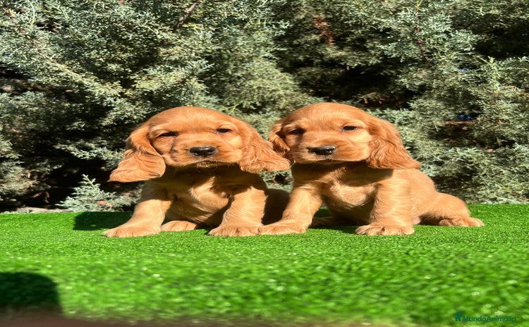 Cocker Spaniel Inglés perros - Anuncio 8
