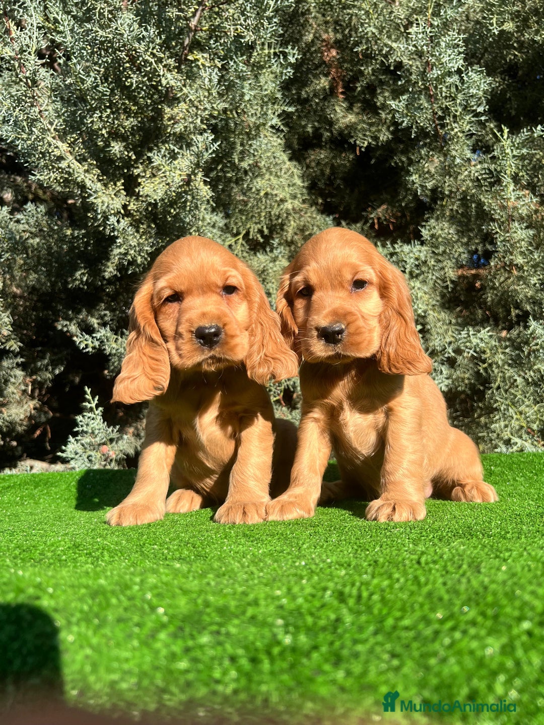 Cocker Spaniel Inglés perros en venta: Cocker hembra - Imagen 1